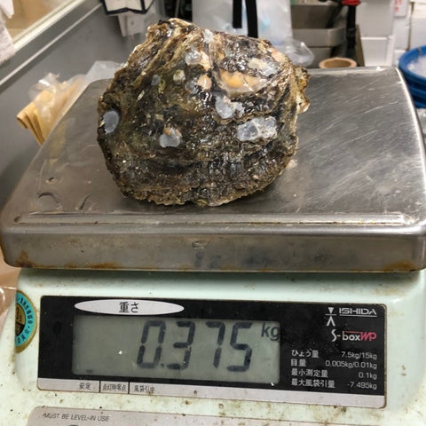 岩牡蠣 三重 伊勢 (大サイズ) 生食 3個入 殻付き 岩かき 1個350-500g 豊洲直送【三重岩牡蠣10入x3個】冷蔵