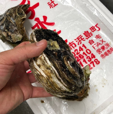 岩牡蠣 三重 伊勢 (大サイズ) 生食 3個入 殻付き 岩かき 1個350-500g 豊洲直送【三重岩牡蠣10入x3個】冷蔵