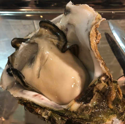 岩牡蠣 三重 伊勢 (大サイズ) 生食 3個入 殻付き 岩かき 1個350-500g 豊洲直送【三重岩牡蠣10入x3個】冷蔵