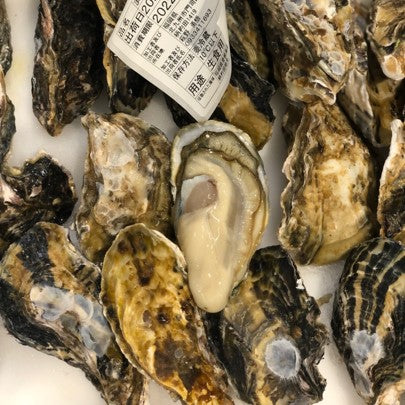 殻付き牡蠣 生食用 門司産 小サイズ 10個 福岡 真牡蠣 豊洲直送【門司牡蠣x10個】 冷蔵