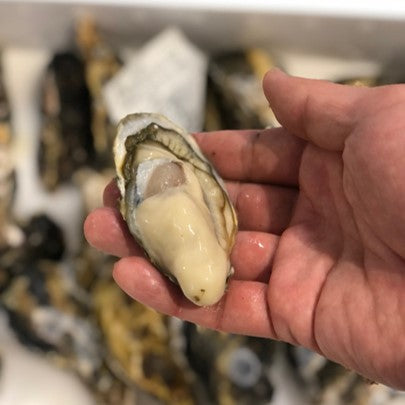 殻付き牡蠣 生食用 門司産 小サイズ 10個 福岡 真牡蠣 豊洲直送【門司牡蠣x10個】 冷蔵