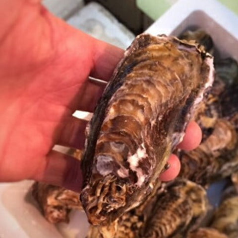 真牡蠣 殻付き牡蠣 兵庫県 室津産 豊洲直送 10個入り 小サイズ(約60g/1個)生食用カキ 実入り良し!味良し!コスパ良し!【室津牡蠣60gx10個】 冷蔵