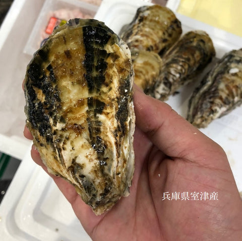 春の真牡蠣セット(殻付き牡蠣 生食用カキ)3種各5個計15個セット(三陸米崎・室津・竹崎)豊洲の目利き厳選 【春の牡蠣セット】冷蔵