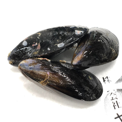 ムール貝 中サイズ 三陸産(宮城産 他) 計1kg1個20/30g前後 【国産ムール貝1kg】冷蔵 豊洲直送
