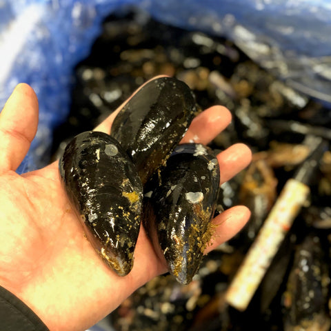 ムール貝 中サイズ 三陸産(宮城産 他) 計1kg1個20/30g前後 【国産ムール貝1kg】冷蔵 豊洲直送