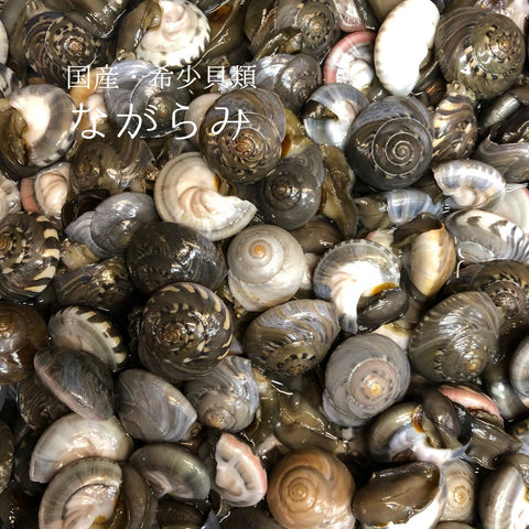 生 ながらみ 貝 国産(愛知・千葉 他)1kg ダンベイキサゴ【ながら見 x1kg】冷蔵 豊洲直送