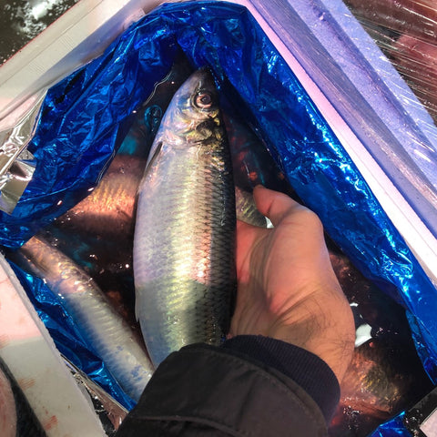 生 ニシン 鰊 北海道産 大サイズ 1kg 鮮魚【ニシン1K】冷蔵 豊洲直送