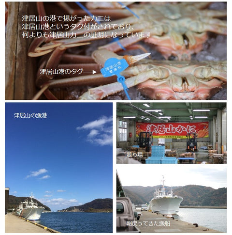 活松葉ガニ 最高級 ズワイガニ 兵庫 津居山カニ 産地直送 ズワイ蟹