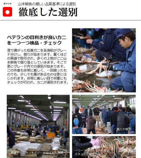 活松葉ガニ 最高級 ズワイガニ 兵庫 津居山カニ 産地直送 ズワイ蟹