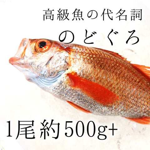 生 のどぐろ 喉黒 赤むつ 大サイズ （豊洲直送）約500-600g 日本海産（鳥取・山口・島根他）アカムツ ギフト お中元 鮮魚 刺身 ノドグロ【生のどぐろ500-600g】 冷蔵