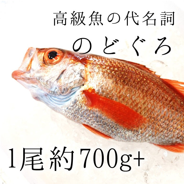 生 のどぐろ 喉黒 赤むつ 特大サイズ (豊洲直送)特大約700-800g 日本海産(鳥取・山口・島根他)アカムツ ギフト 鮮魚 刺身 ノドグロ【生のどぐろ700-800g】 冷蔵