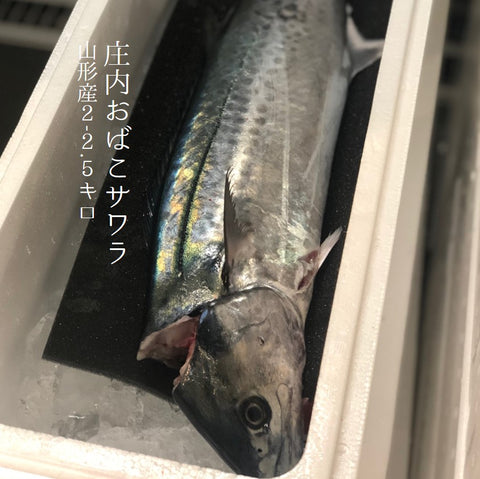 庄内おばこサワラ 2-2.5kg 山形産【おばこ鰆2Kx1】冷蔵