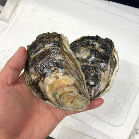 生 岩牡蠣 隠岐の島 5個 殻付き 生食用 Sサイズ【隠岐岩牡蠣5個】冷蔵 豊洲市場