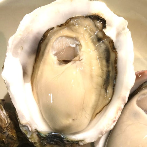 生 岩牡蠣 隠岐の島 5個 殻付き 生食用 Sサイズ【隠岐岩牡蠣5個】冷蔵 豊洲市場
