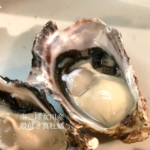 殻付き牡蠣 女川産 真牡蠣 生食用 約50-100g/個 計10個 真牡蠣 カキ かき【女川牡蠣x10個】 冷蔵 豊洲直送
