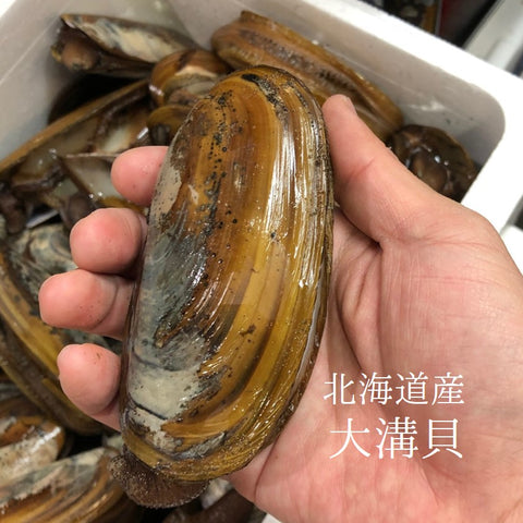 オオミゾ貝 北海道産 他 1K 【大溝貝1K】冷蔵 豊洲直送