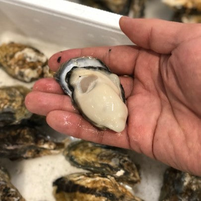 殻付き牡蠣 生食用 大浦産 小サイズ 10個 佐賀 真牡蠣 豊洲直送【大浦牡蠣x10個】 冷蔵