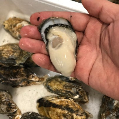殻付き牡蠣 生食用 大浦産 小サイズ 10個 佐賀 真牡蠣 豊洲直送【大浦牡蠣x10個】 冷蔵
