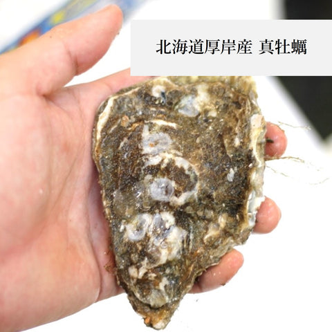 殻付き牡蠣 真牡蠣(生食用)産地食べ比べ お試しセット 計8個(4産地 x 各2個)北海道 三陸 兵庫 九州など 【お試し真牡蠣セット8個】冷蔵 豊洲直送