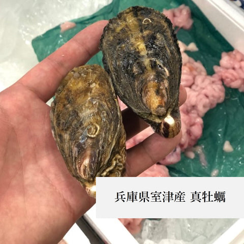 殻付き牡蠣 真牡蠣（生食用）産地食べ比べ　お試しセット 計8個（4産地 x 各2個）北海道 三陸 兵庫 九州など 【お試し真牡蠣セット8個】冷蔵 豊洲直送