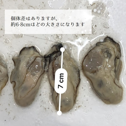 生牡蠣 加熱用 落とし牡蠣 ムキ牡蠣 三陸産 小サイズ 500g 【加熱用牡蠣500g(小)】