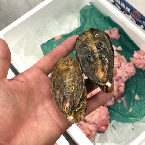 殻付き真牡蠣 兵庫県坂越産 10個 シングルシード製法 生食用【坂越産真牡蠣x10個】冷蔵 豊洲直送