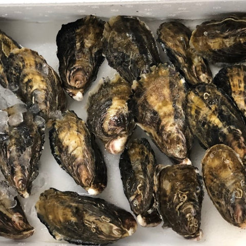 殻付き真牡蠣 兵庫県坂越産 10個 シングルシード製法 生食用【坂越産真牡蠣x10個】冷蔵 豊洲直送