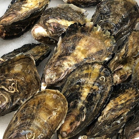 殻付き真牡蠣 兵庫県坂越産 10個 シングルシード製法 生食用【坂越産真牡蠣x10個】冷蔵 豊洲直送