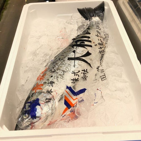 サクラマス 桜鱒 本マス 1尾2-2.5kg 北海道・青森・岩手 等 豊洲直送【サクラマス2K】冷蔵