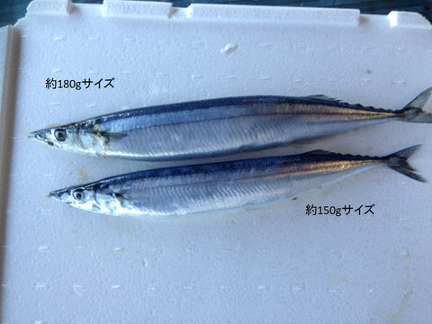 特大秋刀魚 1尾約180-200g サンマ 北海道産 豊洲直送 特大5尾 【特大さんま180g x5尾】 冷蔵