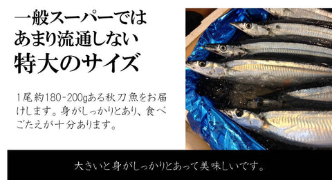 特大秋刀魚 1尾約180-200g サンマ 北海道産 豊洲直送 特大5尾 【特大さんま180g x5尾】 冷蔵