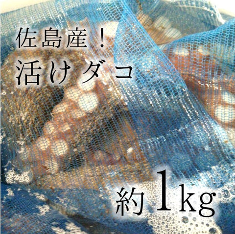 活けタコ 佐島産 ブランドダコ 1kg 生タコ 神奈川県名産 佐島 地ダコ【佐島蛸１K】 冷蔵