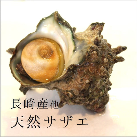 天然活サザエ 中サイズ さざえ バーベキュー 100g 約1kg（10-11個）（豊洲直送）長崎 他　BBQ【サザエ１００ｇｘ１Ｋ】 冷蔵