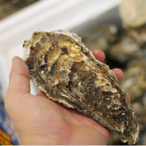 仙鳳趾産 殻付き牡蠣 生食用 中サイズ10個(1個約150-200g)豊洲直送 北海道産 カキ かき【仙鳳趾牡蠣140gx10個】 冷蔵