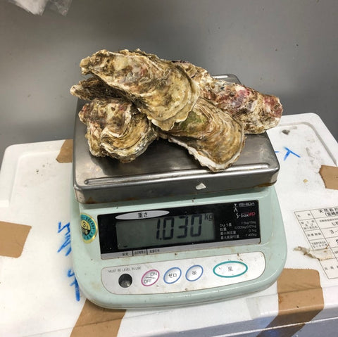 仙鳳趾産 殻付き牡蠣 生食用 中サイズ10個(1個約150-200g)豊洲直送 北海道産 カキ かき【仙鳳趾牡蠣140gx10個】 冷蔵
