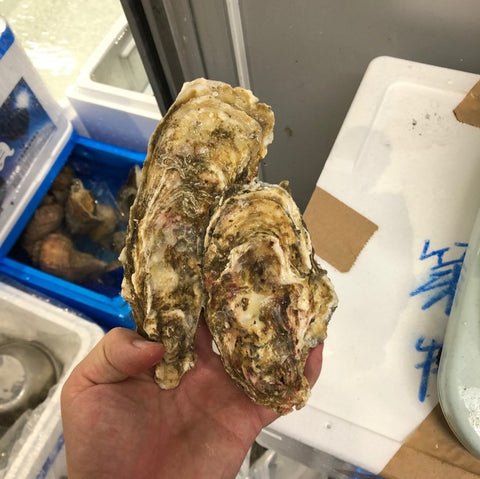 仙鳳趾産 殻付き牡蠣 生食用 中サイズ10個(1個約150-200g)豊洲直送 北海道産 カキ かき【仙鳳趾牡蠣140gx10個】 冷蔵