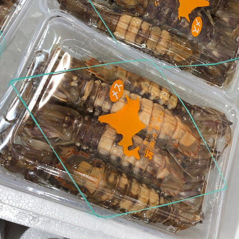 ボイルシャコ メス 北海道産 特大10尾入(約500g) ガザエビ【ボイル蝦蛄雌10尾入】冷蔵 豊洲直送