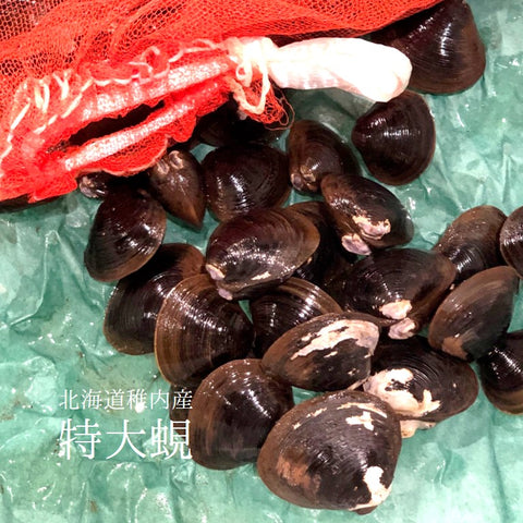 特大シジミ 北海道・青森・島根県産 他 1kg 【特大蜆1kgx1】冷蔵 豊洲直送