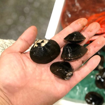 特大シジミ 北海道・青森・島根県産 他 1kg 【特大蜆1kgx1】冷蔵 豊洲直送