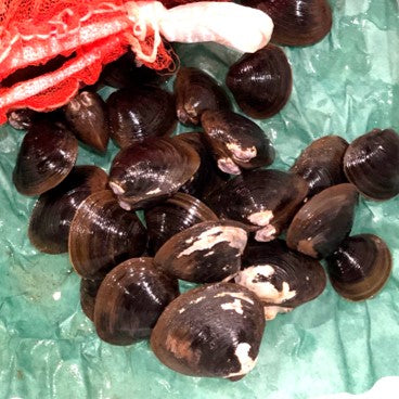 特大シジミ 北海道・青森・島根県産 他 1kg 【特大蜆1kgx1】冷蔵 豊洲直送