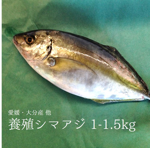 縞鯵 シマアジ 養殖 約1-1.5kg 熊本産他【シマアジ1-1.5kg】 冷蔵