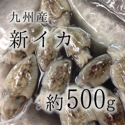 新イカ 鹿児島/熊本産 他 約500g スミイカの子供 墨烏賊 甲イカの子供 【新イカ500g】 冷蔵 豊洲直送