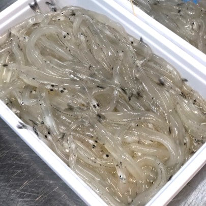 特選白魚 シラウオ 北海道産 高級 200g 豊洲直送【北海道白魚ｘ１】冷蔵