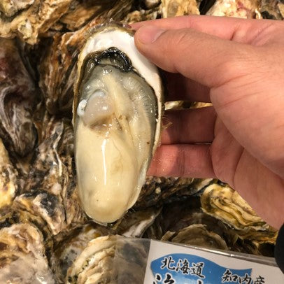 殻付き牡蠣 生食用 北海道知内産 中/小サイズ 10個 北海道 真牡蠣 海峡牡蠣 豊洲直送【知内牡蠣x10個】 冷蔵