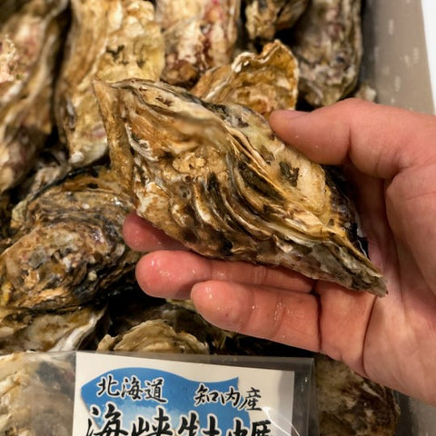 殻付き牡蠣 生食用 北海道知内産 中/小サイズ 10個 北海道 真牡蠣 海峡牡蠣 豊洲直送【知内牡蠣x10個】 冷蔵