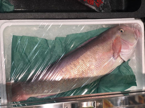最高級 シロアマダイ 白川 1尾約2kg【白川2キロ】豊洲直送 冷蔵