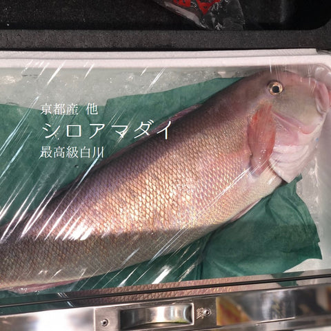 最高級 シロアマダイ 白川 1尾約2kg【白川2キロ】豊洲直送 冷蔵