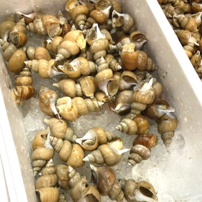 シロバイ貝 日本海産 大サイズ(1個約50g)計500g【白バイ500g-50g】豊洲直送 冷蔵