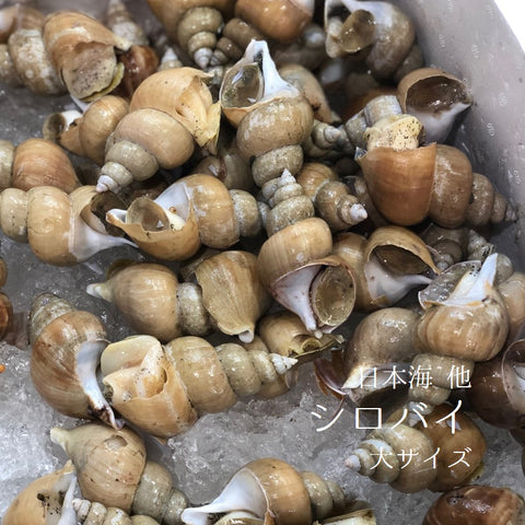 シロバイ貝 日本海産 大サイズ(1個約50g)計500g【白バイ500g-50g】豊洲直送 冷蔵
