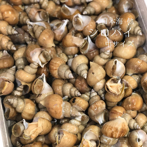 シロバイ貝 日本海産 中サイズ(1個約30g)計500g【白バイ500g-30g】豊洲直送 冷蔵
